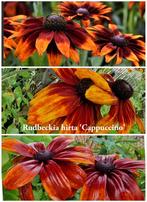 Rudbeckia hirta 'Cappuccino', Tuin en Terras, Bloembollen en Zaden, Ophalen of Verzenden, Voorjaar, Volle zon, Zaad