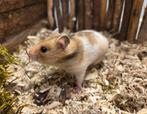 Jonge tamme goudhamsters ,vrouw rechtstreeks van de fokker, Hamster, Juli, Vrouwelijk, Tam