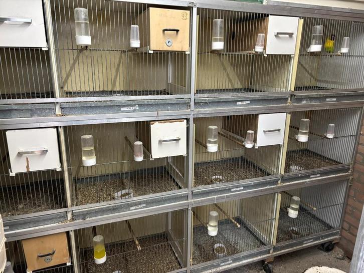 Kweekkooien / broedkooien van Keulen, Dieren en Toebehoren, Vogels | Hokken en Kooien, Gebruikt, Broedkooi of Kweekkooi, Hout