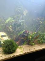 Neocaridina garnalen oranje, Dieren en Toebehoren, Kreeft, Krab of Garnaal, Zoetwatervis