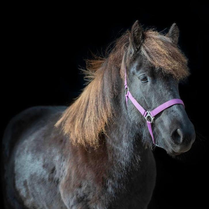 Verzorger gezocht ijslander, Dieren en Toebehoren, Paarden en Pony's | Verzorgingsproducten, Nieuw, Ophalen