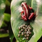 Epipedobates anthonyi 'Santa Isabel', de echte rode, Amfibie
