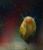 Puntige blaashoornslak(plaagslak), Ophalen of Verzenden, Plant(en), Steen of Hout