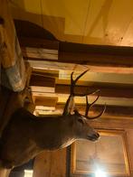 Opgezette Hertenkop witstaarthert? Wanddecoratie, Ophalen