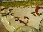Volwassen Mix kleur guppy, Dieren en Toebehoren, Vissen | Aquariumvissen, Vis