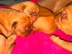 Bordeaux dog pups Bordeauxdog gekeurd  2 reutjes, Dieren en Toebehoren, Reu, CDV (hondenziekte), 8 tot 15 weken, Meerdere