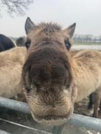 Lieve pony, Dieren en Toebehoren, Ophalen of Verzenden