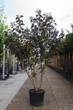 meerstammige japanse sierkers prunus royal burgundy, Tuin en Terras, Overige soorten, Zomer, Ophalen, Volle zon