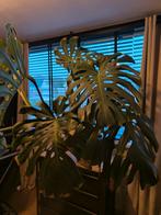 Enorme Monstera Deliciosa (gatenplant), Ophalen, 100 tot 150 cm, Overige soorten, Halfschaduw