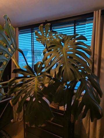 Enorme Monstera Deliciosa (gatenplant) beschikbaar voor biedingen