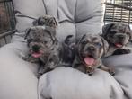te koop : Franse Bulldog x Engelse Bulldog, België, Particulier, Rabiës (hondsdolheid), 8 tot 15 weken