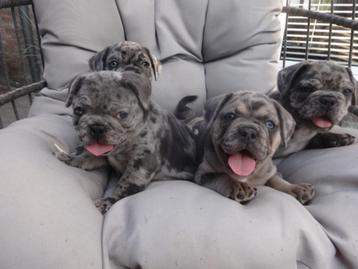 te koop : Franse Bulldog x Engelse Bulldog beschikbaar voor biedingen