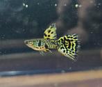 Yellow Tiger King rasguppies!, Dieren en Toebehoren, Vissen | Aquariumvissen, Vis, Zoetwatervis
