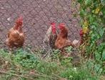 Kippen en haan, Dieren en Toebehoren, Vrouwelijk, Kip
