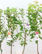 Goedkope fruitbomen appelbomen perenbomen pruimenbomen, Tuin en Terras, Ophalen of Verzenden, In pot, Appelboom, Lente