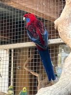Rosella koppel, Dieren en Toebehoren, Meerdere dieren, Parkiet