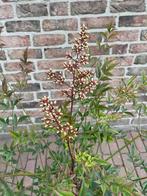 Hemelse bamboe (heeft niks met bamboe te maken), Vaste plant, Halfschaduw, Zomer, Ophalen