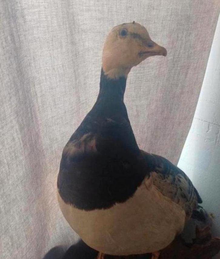 Gezocht: Taxidermie/opgezette dieren, Dieren en Toebehoren, Pluimvee, Kip, Meerdere dieren