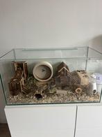 Te koop: Glazen terrarium 80 x 40 x 40, Zo goed als nieuw, Hok, 75 tot 110 cm, Ophalen