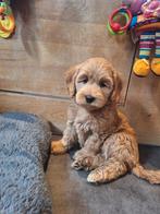 Australian labradoodle pups, Nederland, 8 tot 15 weken, Meerdere, Meerdere dieren