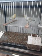 Agaat Geel mozaïek kanarie, Dieren en Toebehoren, Vogels | Kanaries, Meerdere dieren, Kleurkanarie