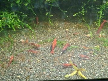 Vuurgarnalen javamos en slakken beschikbaar voor biedingen