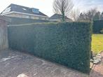 Mooie rechte geheel groene Taxus haag, Ophalen, Bloeit niet, Halfschaduw, Overige soorten