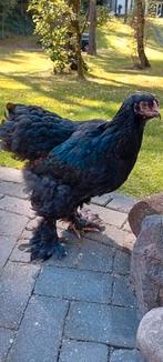 Brahma hennen., Dieren en Toebehoren, Vrouwelijk, Kip