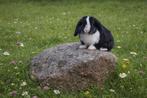 Mini loppers hangoorkonijntje, heel lief en aanhankelijk, Dieren en Toebehoren, Konijnen, Meerdere dieren, Hangoor