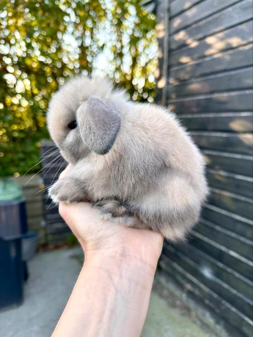 Raszuivere typvolle minilop konijnen, mogen bijna verhuizen, Dieren en Toebehoren, Konijnen, Dwerg, Meerdere dieren, Hangoor