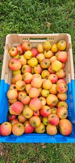 Appels te koop Engelse Wintergold Permain en Zoete Ermgaard, Diversen, Ophalen
