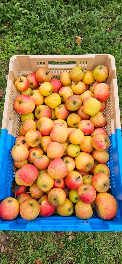 Appels te koop Engelse Wintergold Permain en Zoete Ermgaard, Diversen, Levensmiddelen, Ophalen