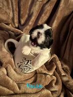Shih tzu pups, Boeken, Dieren en Huisdieren, Ophalen, Nieuw, Honden