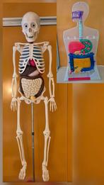 Zo Werkt Je Lichaam - Skelet & Torso Model DeAgostini, Ophalen of Verzenden, Zo goed als nieuw, Ontdekken