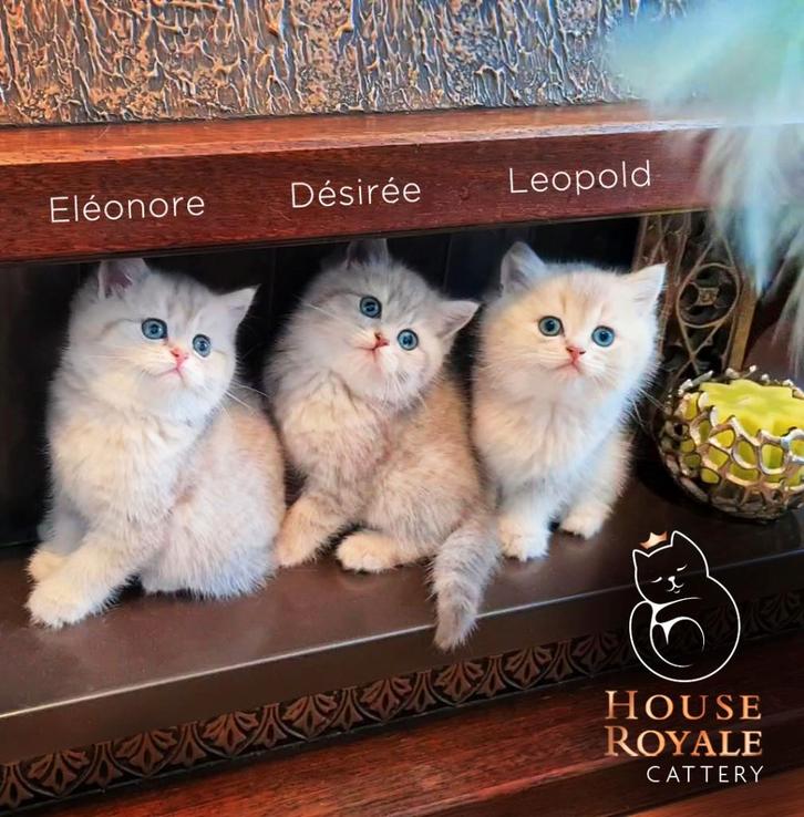 De mooiste en liefste Britse Korthaar kittens met stamboom, Dieren en Toebehoren, Katten en Kittens | Raskatten | Korthaar, Meerdere dieren