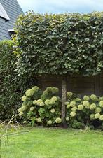 Leilinde te koop, Ophalen, Volle zon, Overige soorten