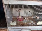 Zebravinken, Dieren en Toebehoren, Vogels | Overige Vogels, Meerdere dieren