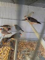 Grote zebravinken, Dieren en Toebehoren, Meerdere dieren