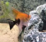 Te koop diverse varianten, Dieren en Toebehoren, Vissen | Aquariumvissen, Vis