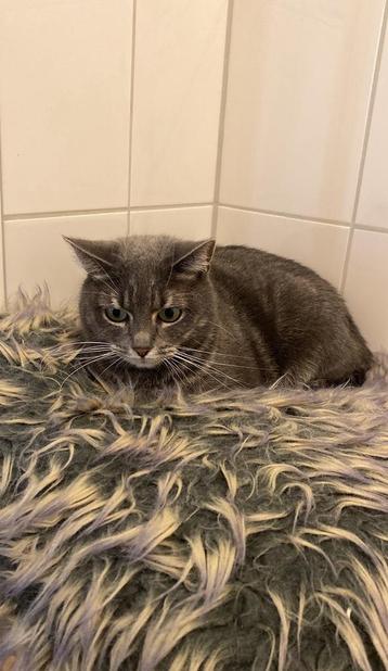 Kattenoppas gezocht beschikbaar voor biedingen