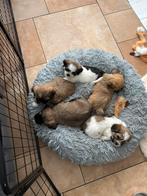Lhasa apso pups, Dieren en Toebehoren, Honden | Chihuahua's en Gezelschapshonden, Overige rassen, CDV (hondenziekte), 8 tot 15 weken