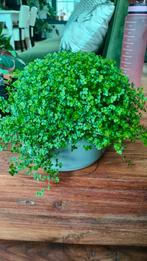 Slaapkamergeluk, Soleirolia soleirolii, stekjes 5 voor 1€, Ophalen of Verzenden, Halfschaduw, Minder dan 100 cm