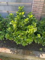 6 grote hortensia, Ophalen, Hortensia, Minder dan 100 cm