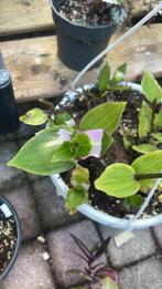 Tradescantia blushing bride, Ophalen of Verzenden, Cactus, Minder dan 100 cm