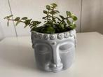 Sedum Makinoi, echte plant inclusief pot., Overige soorten, In pot, Minder dan 100 cm, Groene kamerplant