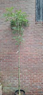 Fraxinus excelsior 'Atlas', es, Ophalen, Volle zon, Overige soorten