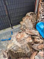 Grote stukken boomstam italiaanse populier €25 euro!, Tuin en Terras, Haardhout, Minder dan 3 m³, Ophalen, Overige houtsoorten