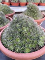 Abromeitiella Brevifolia de 20 cm schaal., Overige soorten, Ophalen of Verzenden, In pot, Minder dan 100 cm