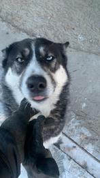 Husky Tornado, adoptiehond,shelterdog, Particulier, Rabiës (hondsdolheid), Reu, Buitenland