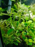 Belgisch groen en anubias nana en gold, Dieren en Toebehoren, Vissen | Aquaria en Toebehoren, Ophalen of Verzenden, Zo goed als nieuw